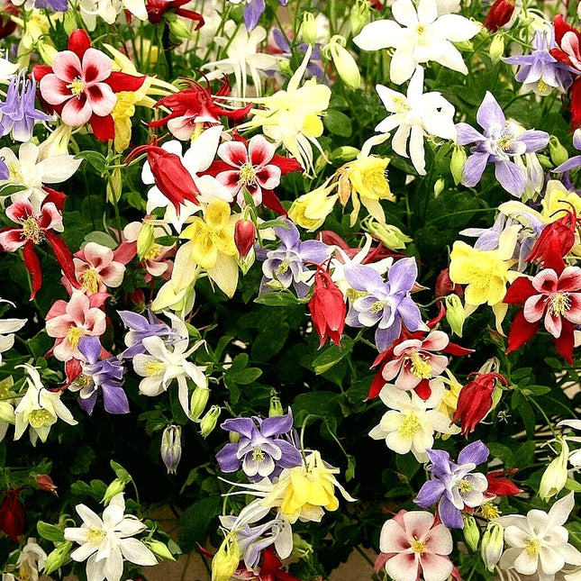 400 Columbine Mckana Giants Seeds - Mix - Seed World