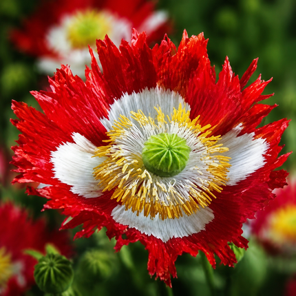 400 Danish Flag Poppy Seeds – visual reference 1; seed-grown results may vary