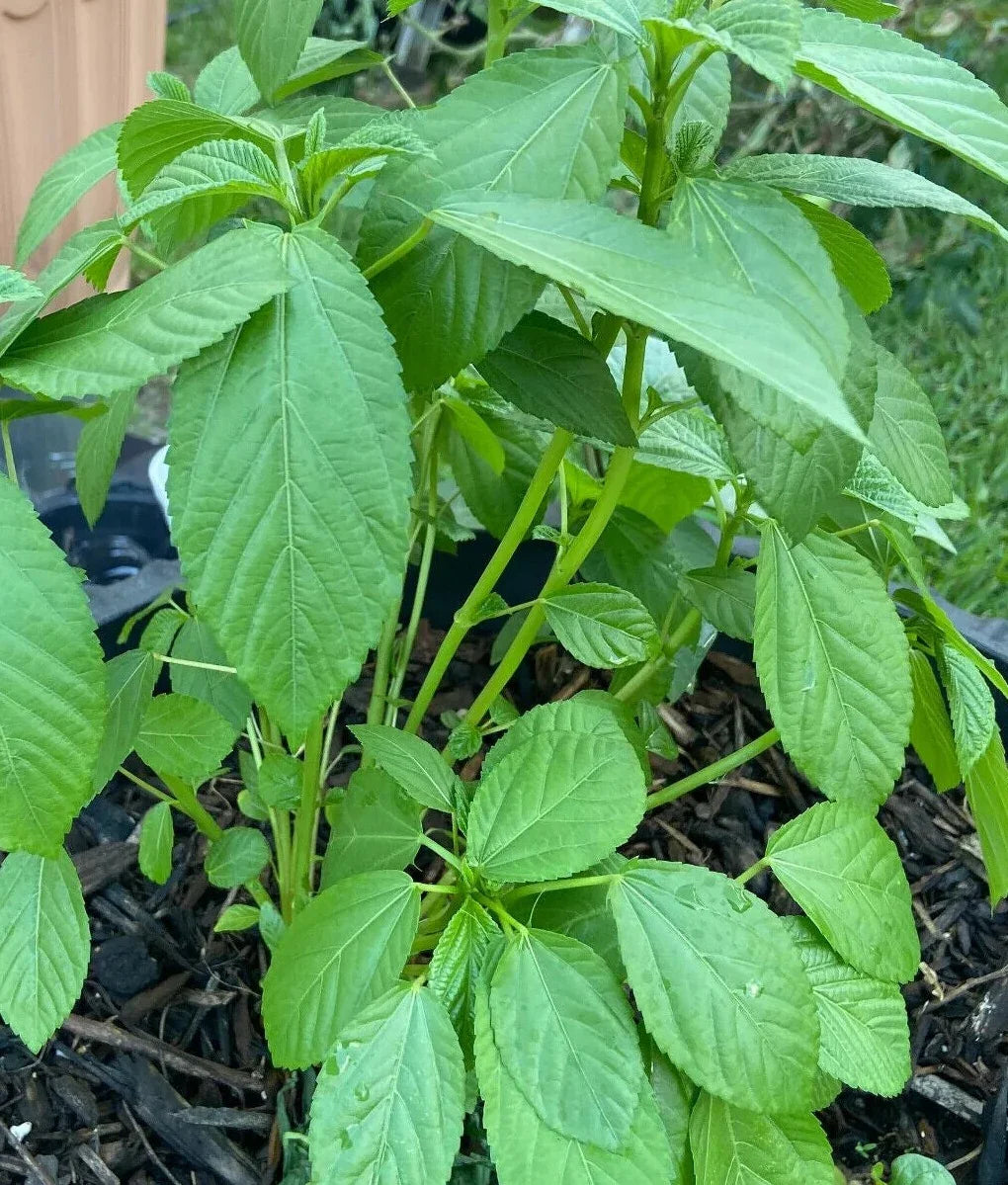 400 Molokhia - Egyptian Spinach Seeds - Seed World