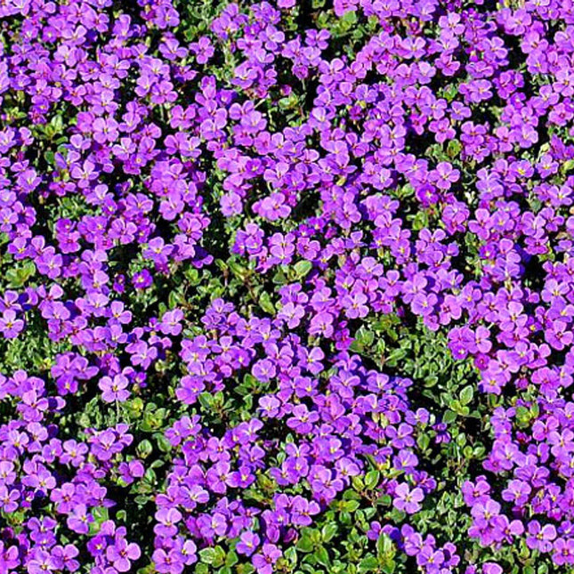 400 Purple Rock Cress Seeds - Seed World