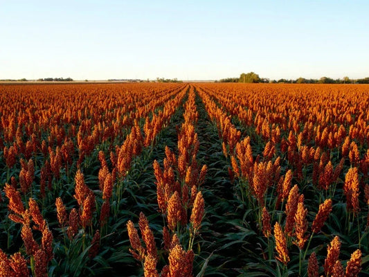 400 Sugar Cane - Rox Orange Sorghum Seeds - Seed World