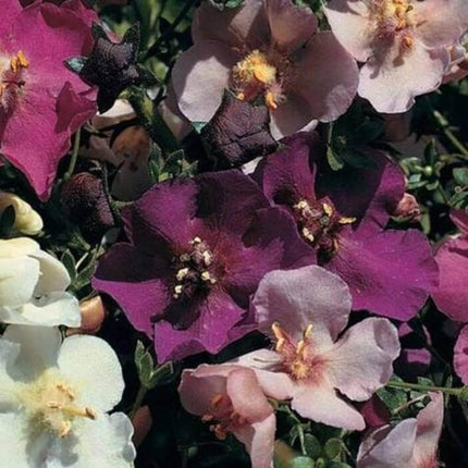 400 Verbascum Mix (Purple Mullein) Seeds - Seed World