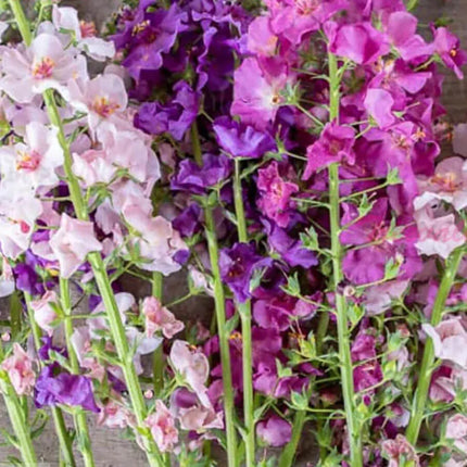 400 Verbascum Mix (Purple Mullein) Seeds - Seed World