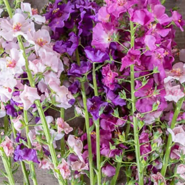400 Verbascum Mix (Purple Mullein) Seeds - Seed World
