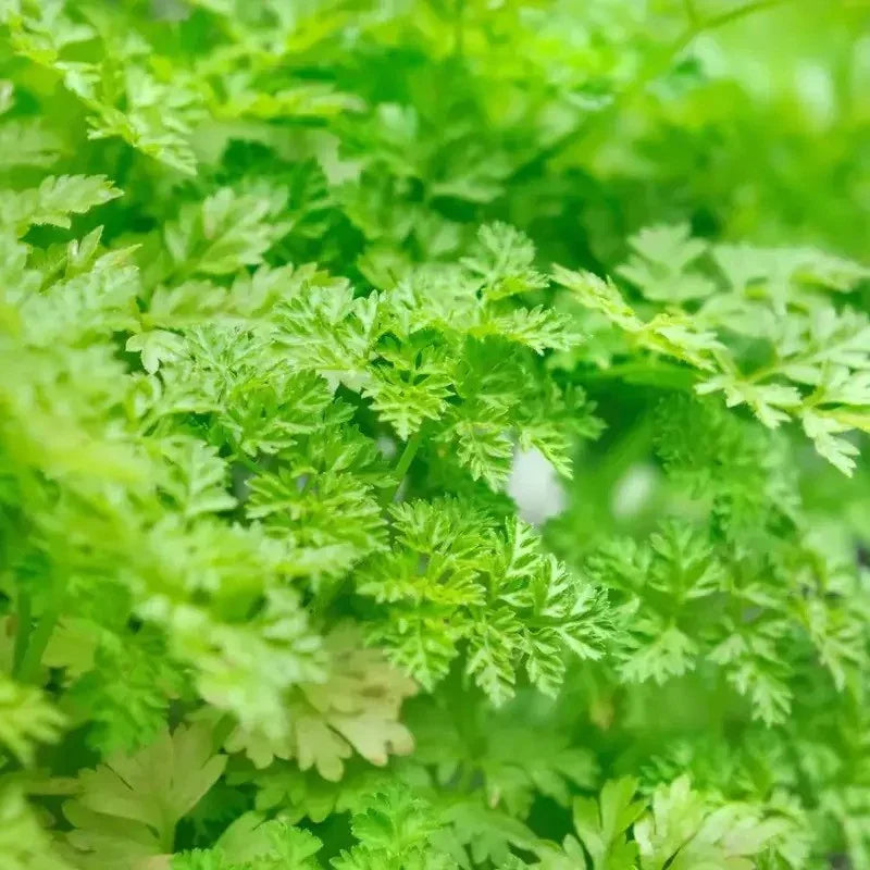 400 Winter Chervil Culinary Herb Heirloom Seeds - Seed World