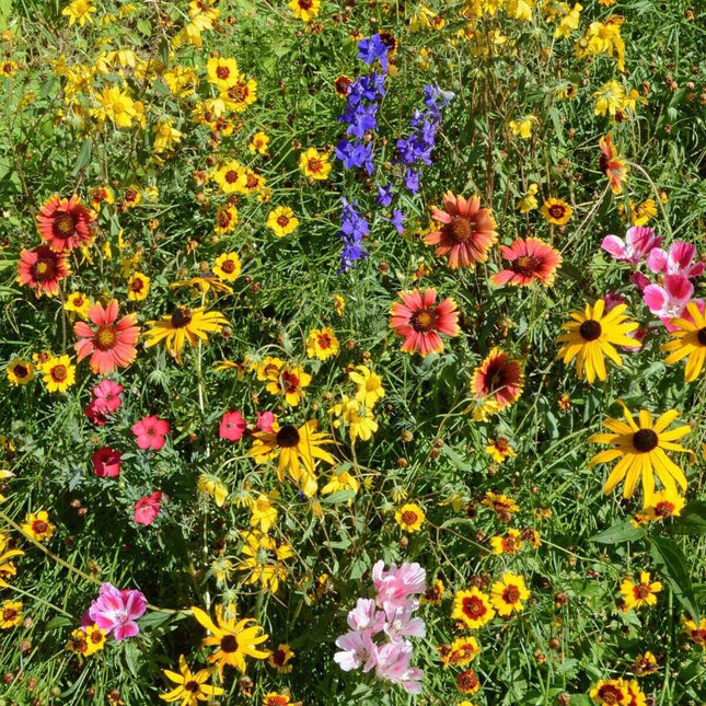 4000 Mountain Wildflower Mix Seeds - Seed World