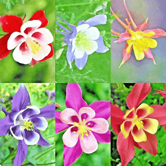 400 Columbine Mckana Giants Seeds - Mix