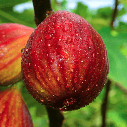 50 Fig Tree - Sweet Fruit Shrub Seeds