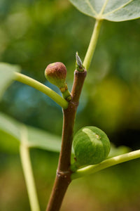 40 Fig Tree - Sweet Fruit Shrub Seeds