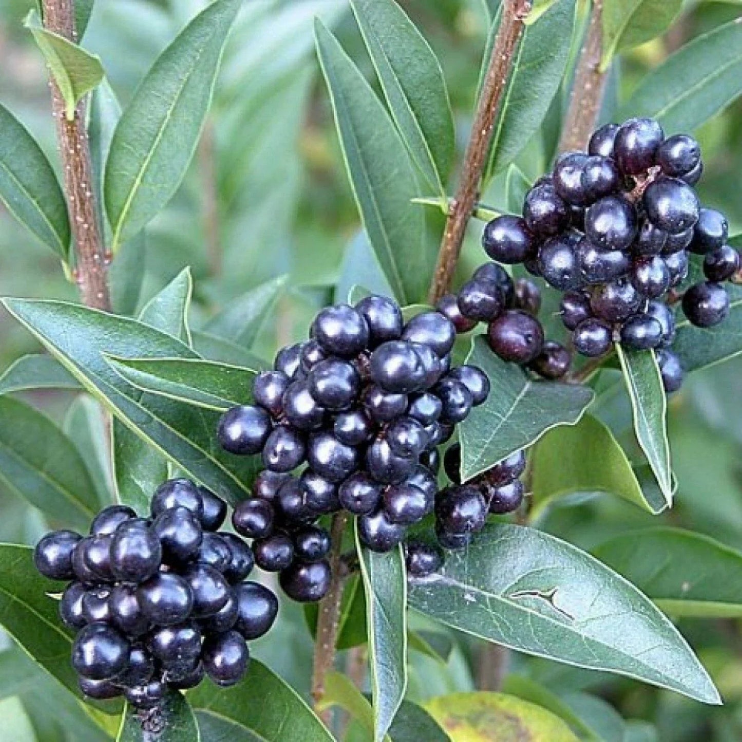 20 Privet (Ligustrum vulgare) Hedge Seeds – Fast-Growing Privacy Shrub - Seed World