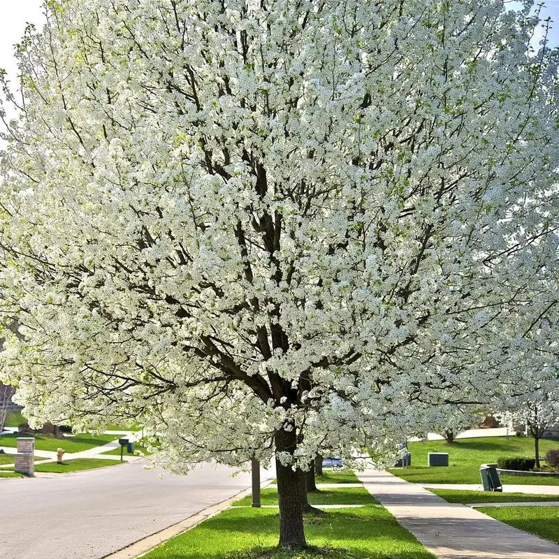 Blossoming tree in a park with a sidewalk and grass in the background