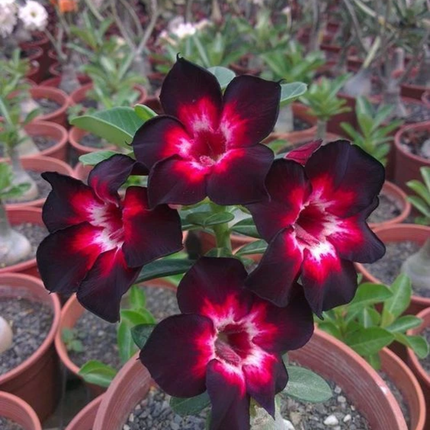 4 Desert Rose Seeds – Adenium Obesum