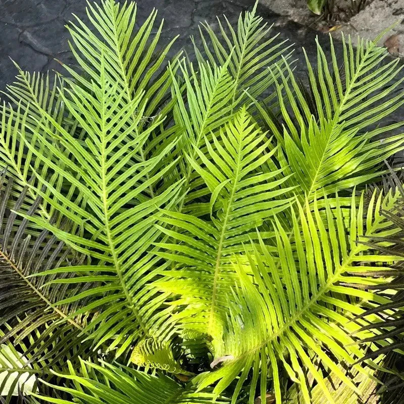 5 Bamboo Palm - Chamaedorea Seifrizii Seeds - Seed World