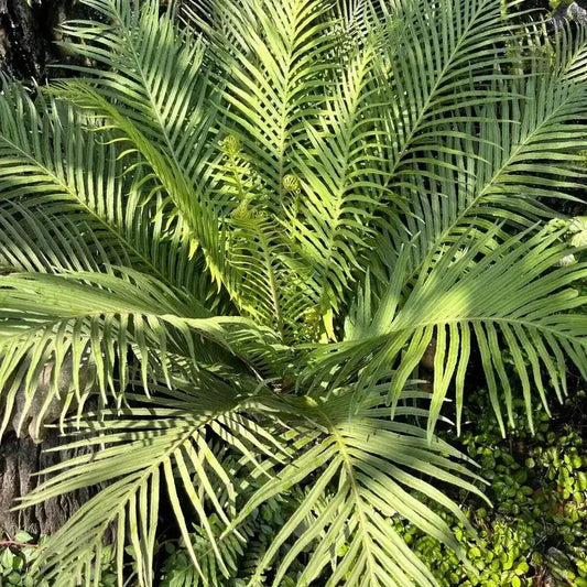 5 Bamboo Palm - Chamaedorea Seifrizii Seeds - Seed World