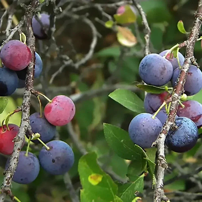 5 Beach Plum (Prunus Maritima) Seeds - Seed World
