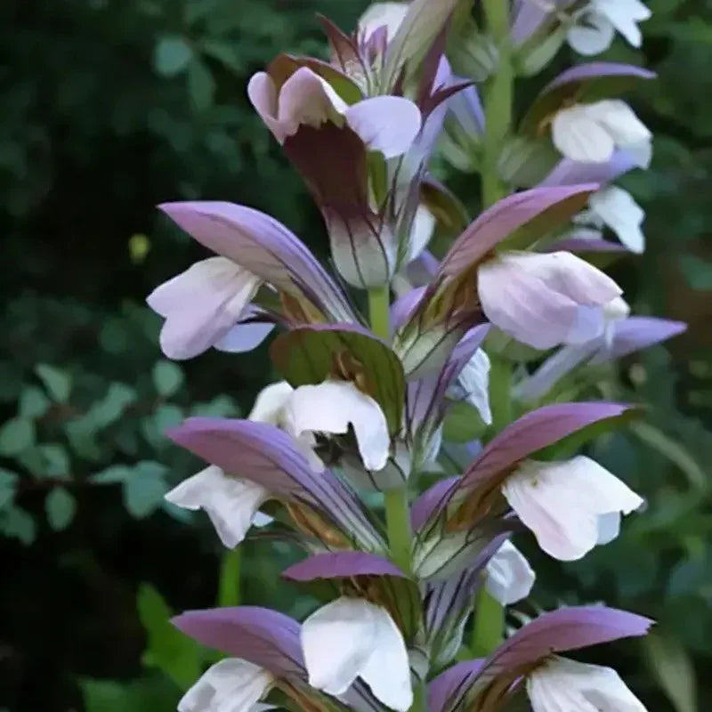 Close-up of a plant with pink and white flowers against a blurred green background