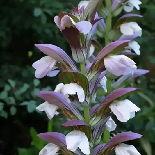 Close-up of a plant with pink and white flowers against a blurred green background
