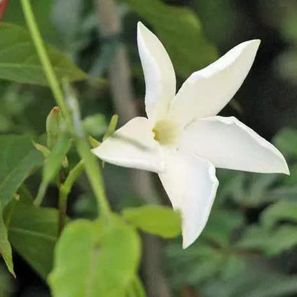 5 Chilean Jasmine - White Star Seeds - Seed World