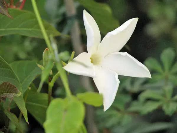 5 Chilean Jasmine - White Star Seeds - Seed World