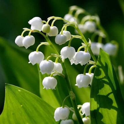 5 Convallaria Majalis 'Lily of the Valley' Bulbs - Seed World