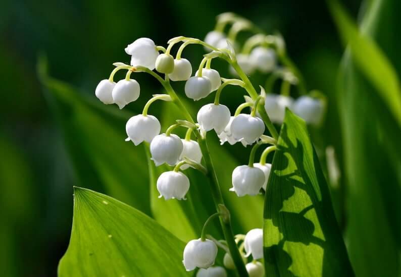 5 Convallaria Majalis 'Lily of the Valley' Bulbs - Seed World