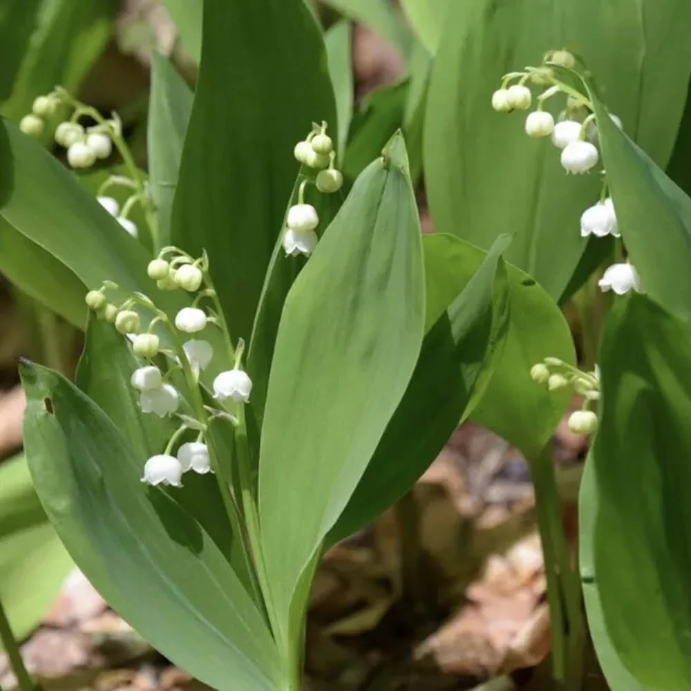 5 Convallaria Majalis 'Lily of the Valley' Bulbs - Seed World