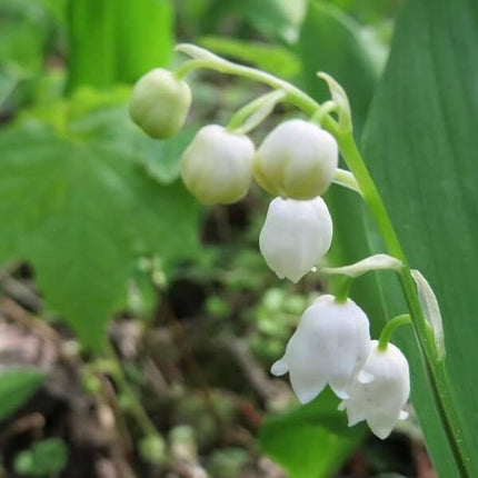 5 Convallaria Majalis 'Lily of the Valley' Bulbs - Seed World