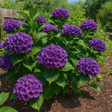 5 Dark Purple Hydrangea Seeds (Hydrangea macrophylla) - Seed World