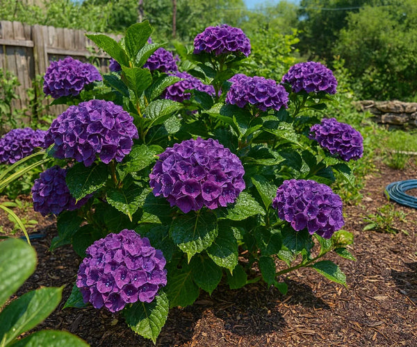 strawberry hydrangea seeds 5 Dark Purple Hydrangea Seeds – Hydrangea macrophylla – Seed World