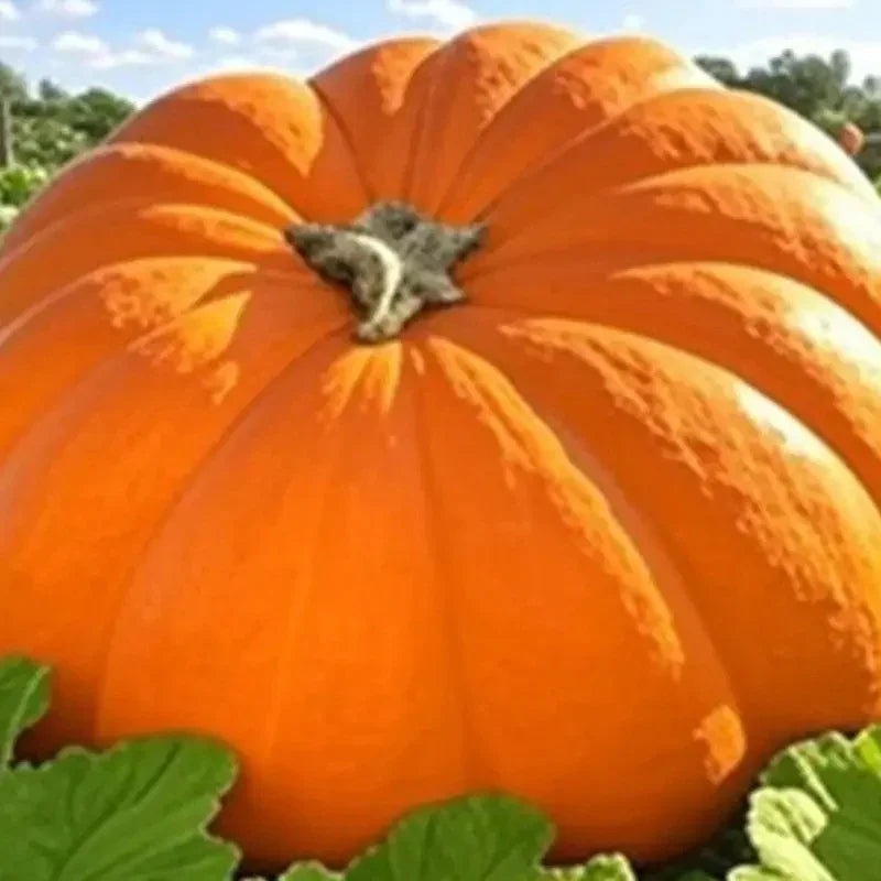 5 Dill's Atlantic Giant Pumpkin Seeds - Seed World
