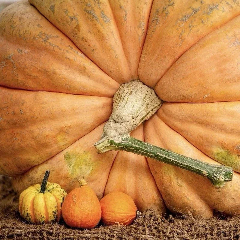 5 Dill's Atlantic Giant Pumpkin Seeds - Seed World