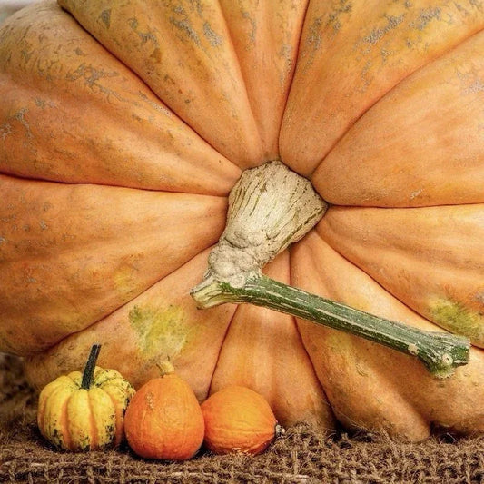 5 Dill's Atlantic Giant Pumpkin Seeds - Seed World