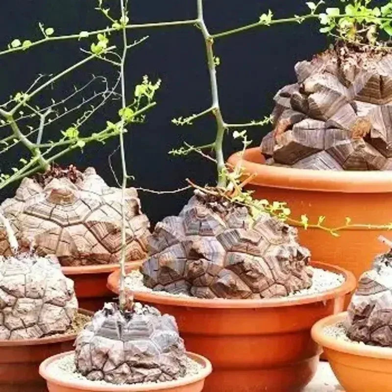 5 Dioscorea Elephantipes Seeds - Seed World