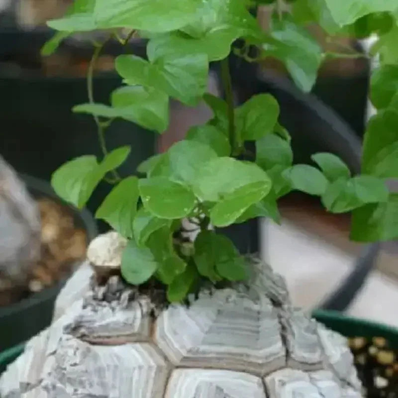 5 Dioscorea Elephantipes Seeds - Seed World