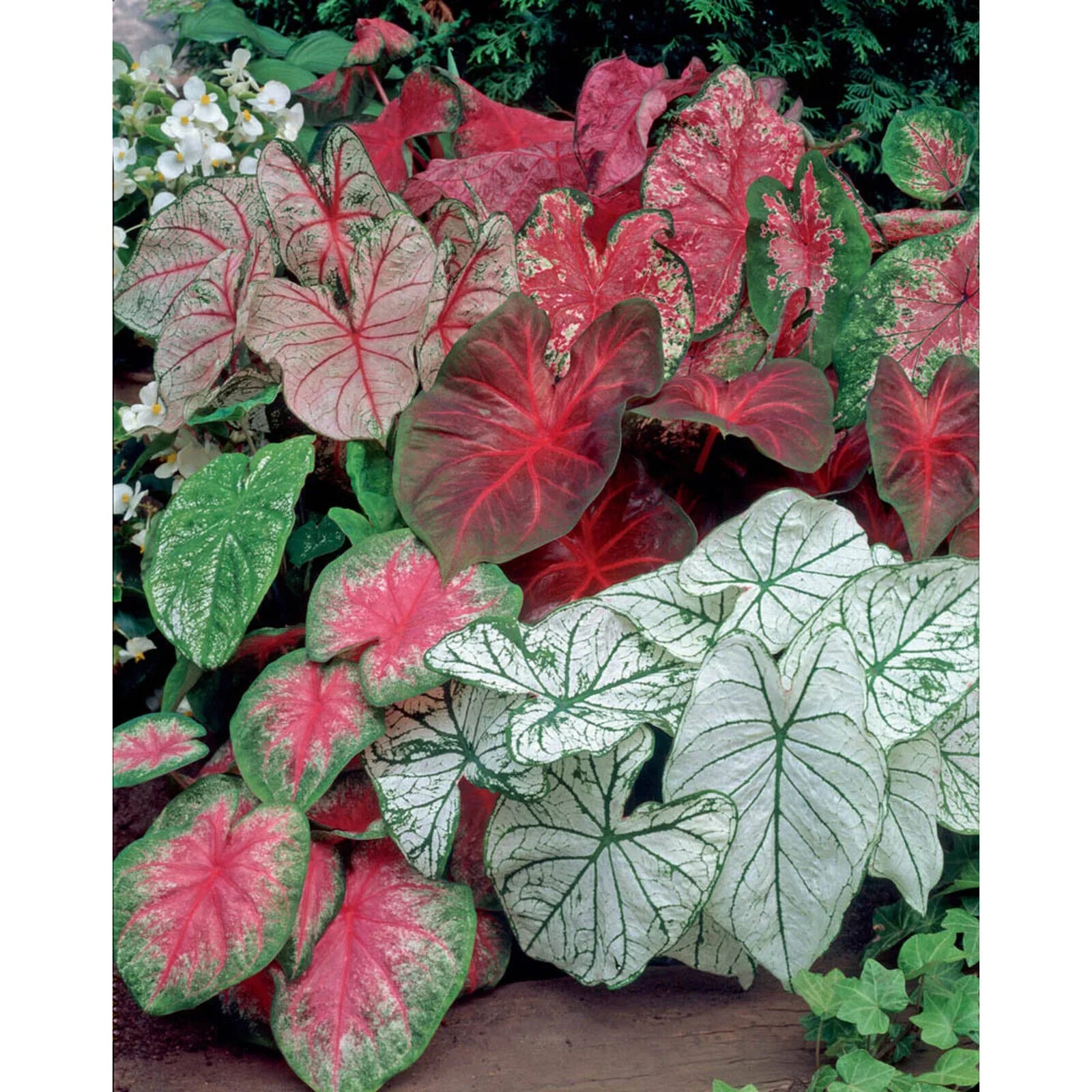 5 Fancy Mix Caladium Bulbs - Seed World