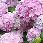 LILAC PINK