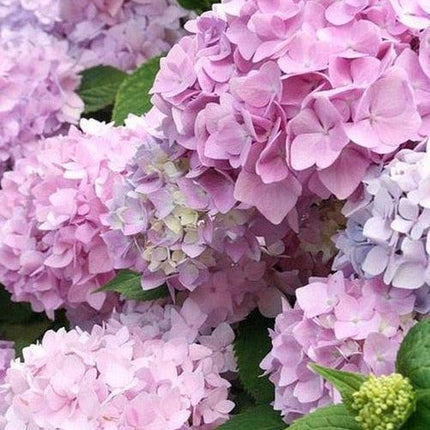 5 Hydrangea Seeds – Mixed Colors - Seed World