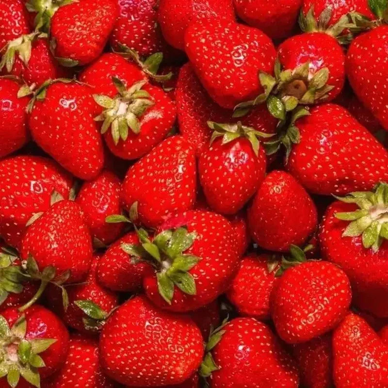 5 Jewel Strawberry Bare Root Plants - Seed World