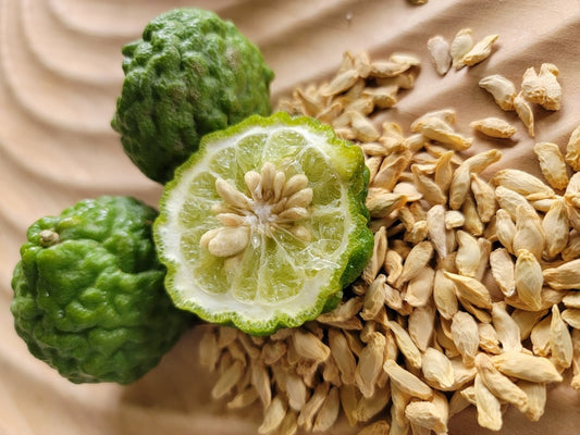 5 Kaffir Lime Tree Seeds – Citrus Hystrix - Seed World