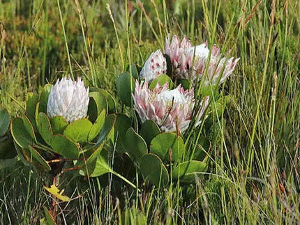 Group of protea flowers in a natural setting with green leaves and grass.