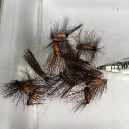 5 King Protea (Protea cynaroides) Seeds