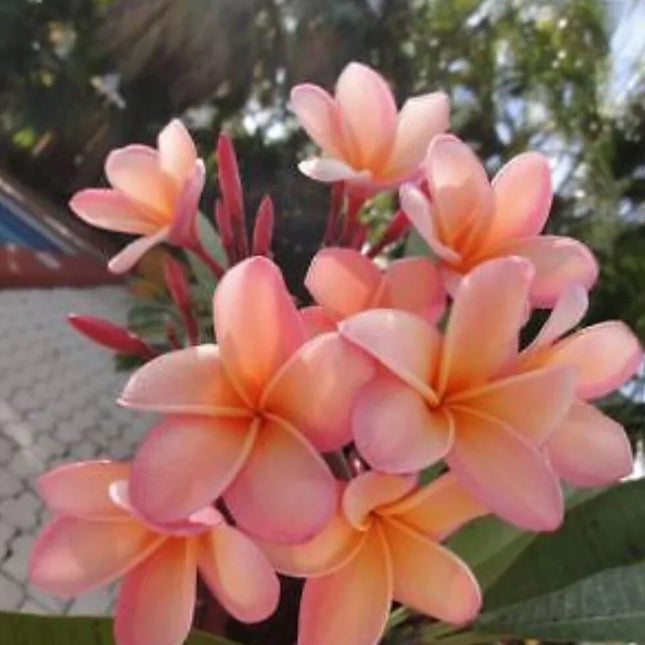 5 Light Pink Orange Plumeria Seeds - Seed World