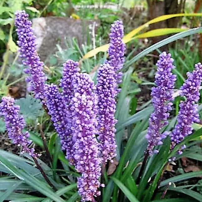 5 Lilyturf - Big Blue Lily Turf Seeds - Seed World
