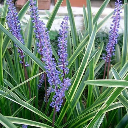 5 Lilyturf - Big Blue Lily Turf Seeds - Seed World