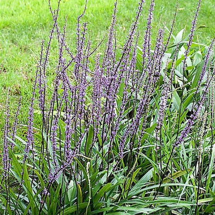 5 Lilyturf - Big Blue Lily Turf Seeds - Seed World