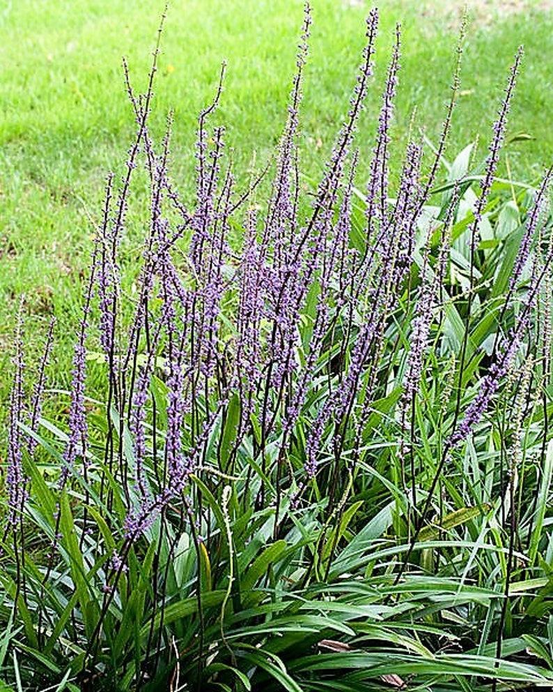 5 Lilyturf - Big Blue Lily Turf Seeds - Seed World