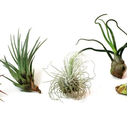5 Pack Assorted Live Tillandsia Air Plants - Seed World