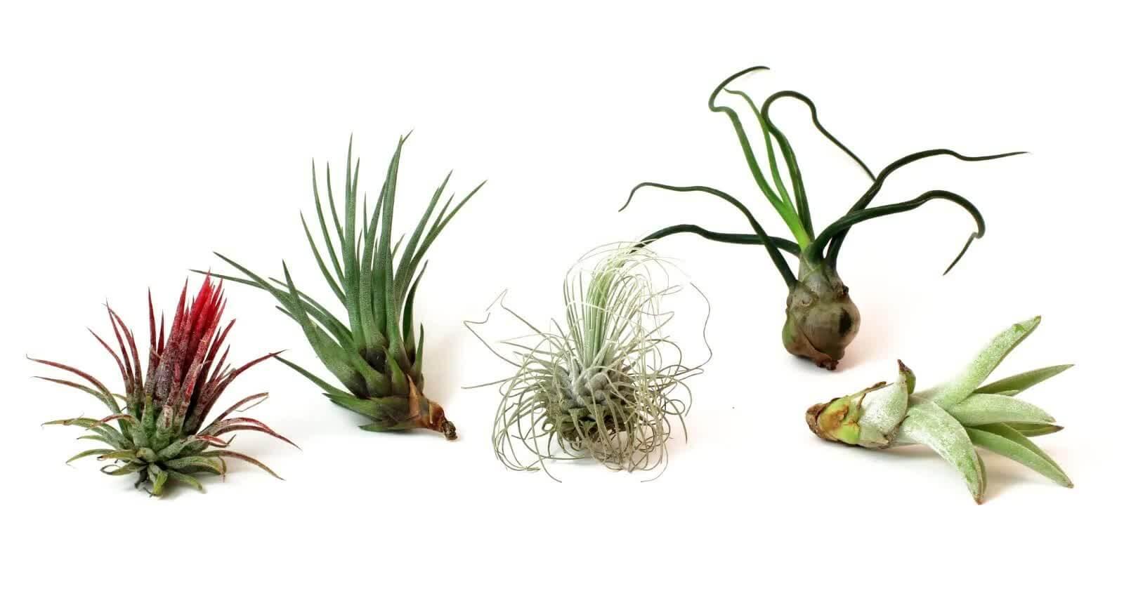 5 Pack Assorted Live Tillandsia Air Plants - Seed World