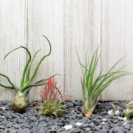5 Pack Assorted Live Tillandsia Air Plants - Seed World