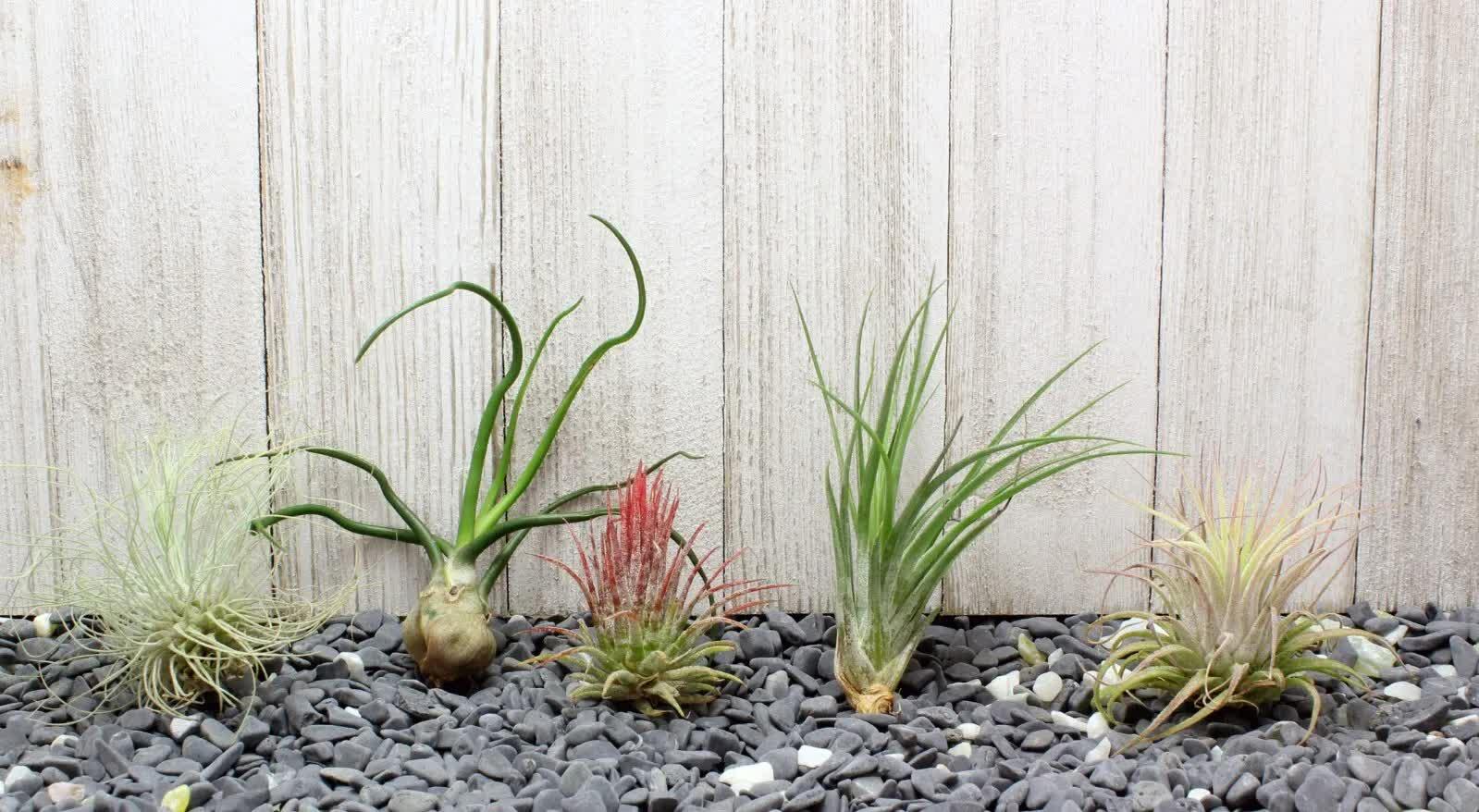 5 Pack Assorted Live Tillandsia Air Plants - Seed World